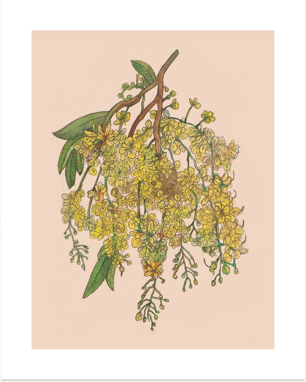 Cassia fistula (Amaltas) by Neeti Banerji