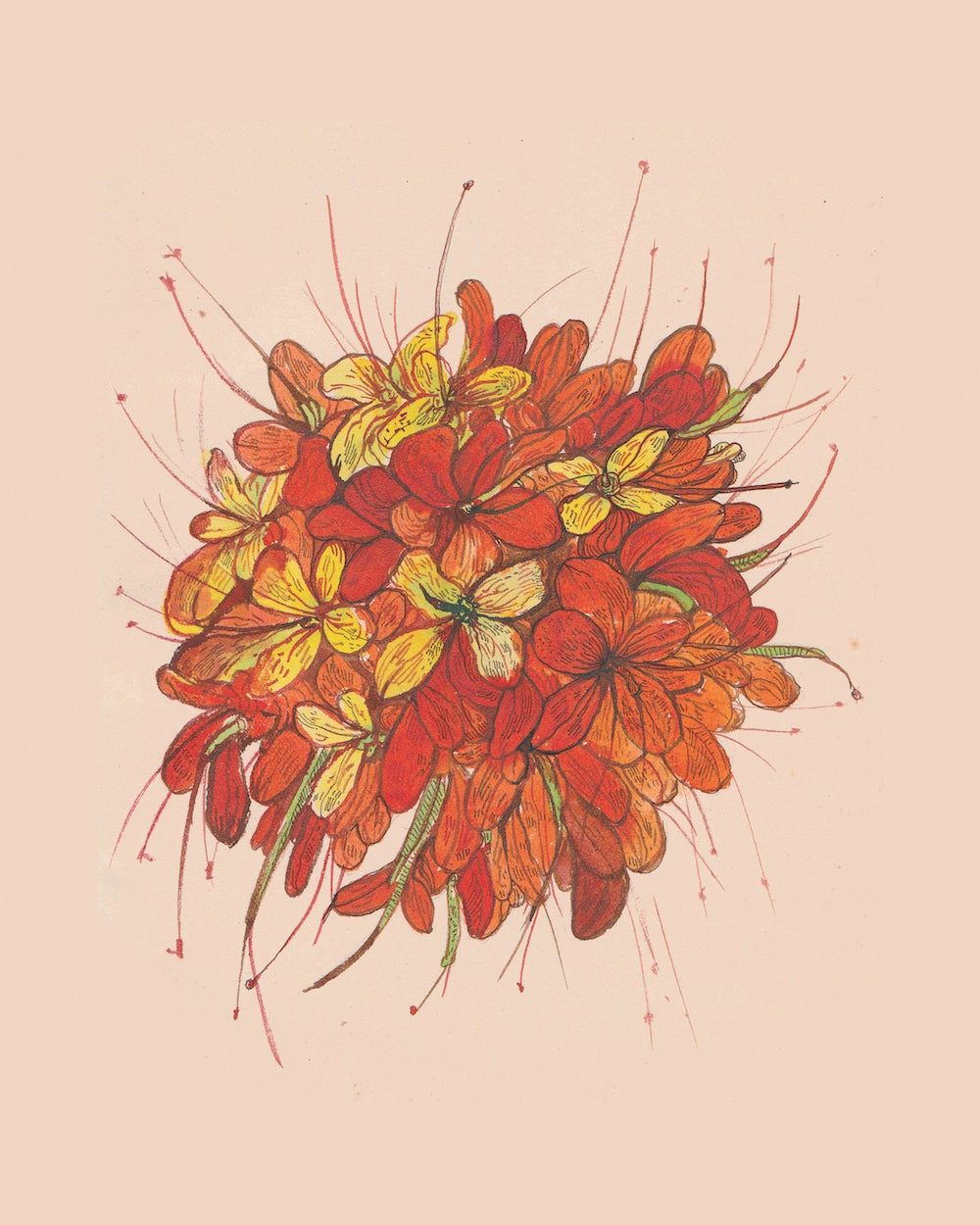 Saraca Asoca (Ashoka Flower) by Neeti Banerji