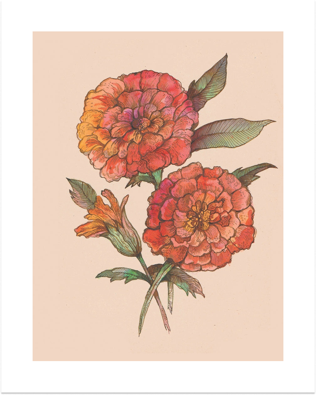 Tagetes erecta (Marigold) by Neeti Banerji